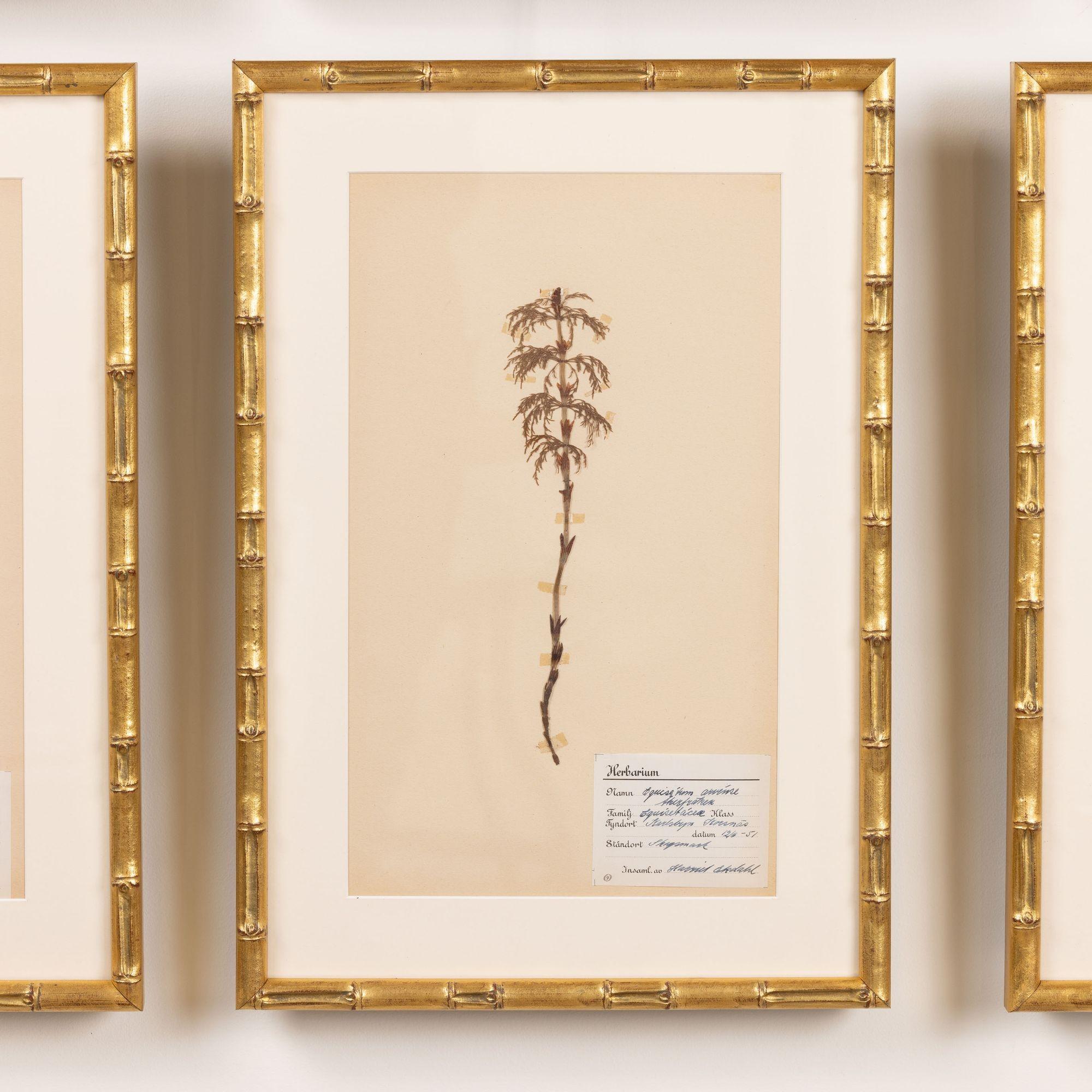 Collection of 8 Framed Swedish Large Herbarium / Botanical Studies 7