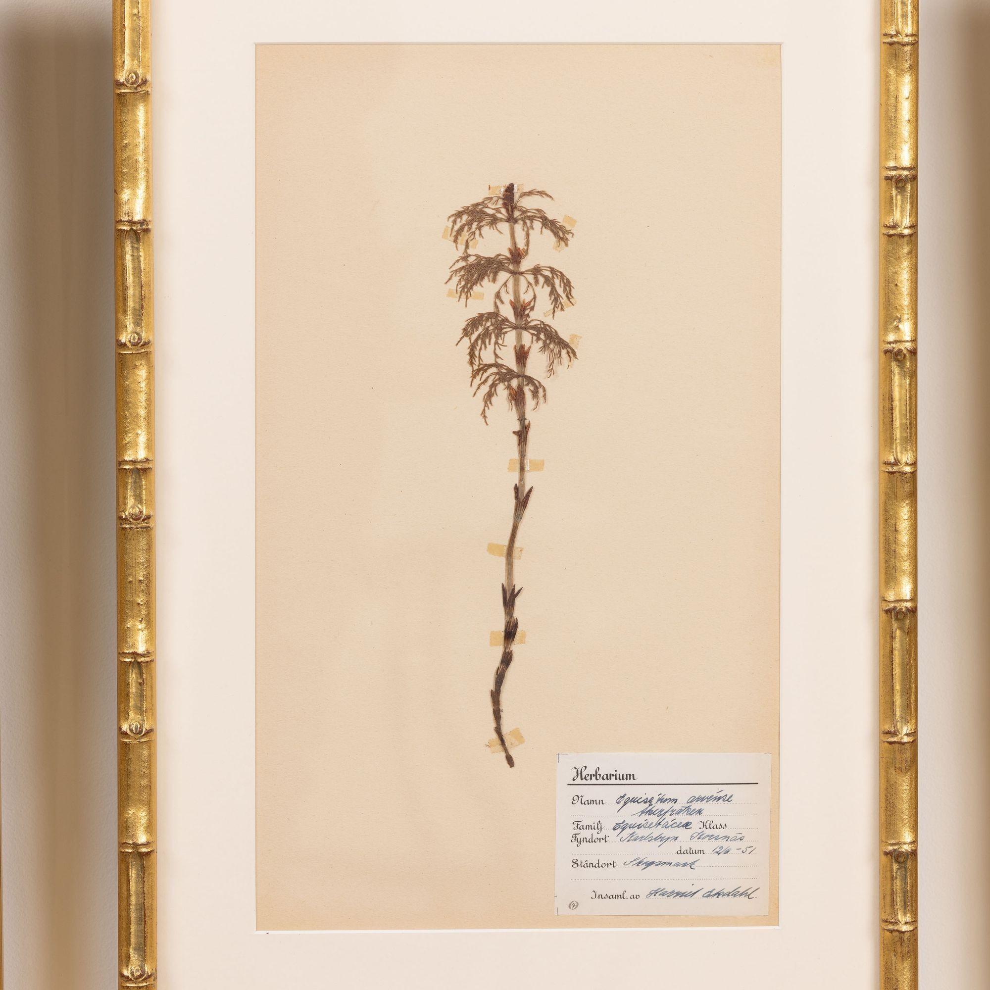 Collection of 8 Framed Swedish Large Herbarium / Botanical Studies 8