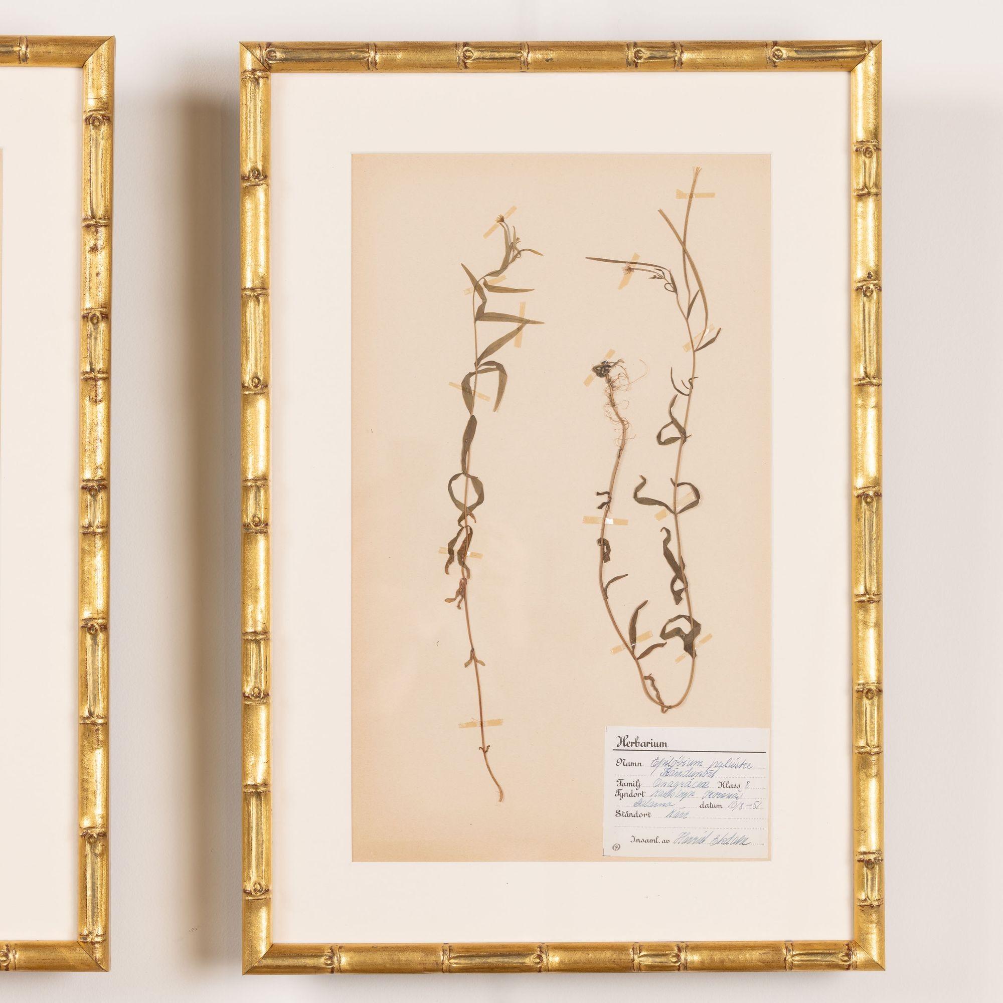 Collection of 8 Framed Swedish Large Herbarium / Botanical Studies 9