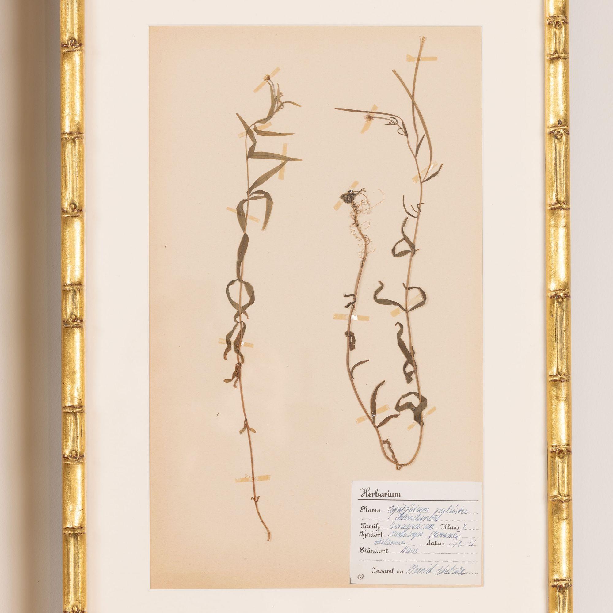 Collection of 8 Framed Swedish Large Herbarium / Botanical Studies 10