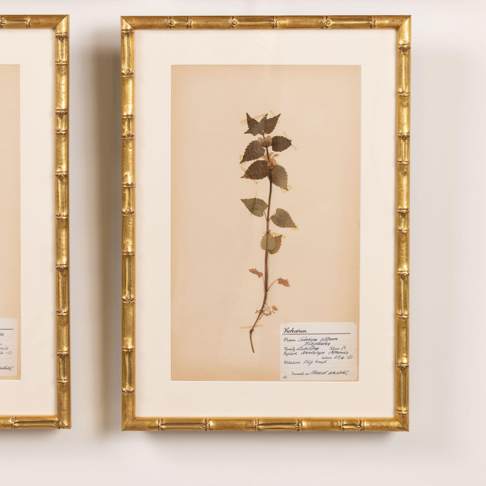 Collection of 8 Framed Swedish Large Herbarium / Botanical Studies 11
