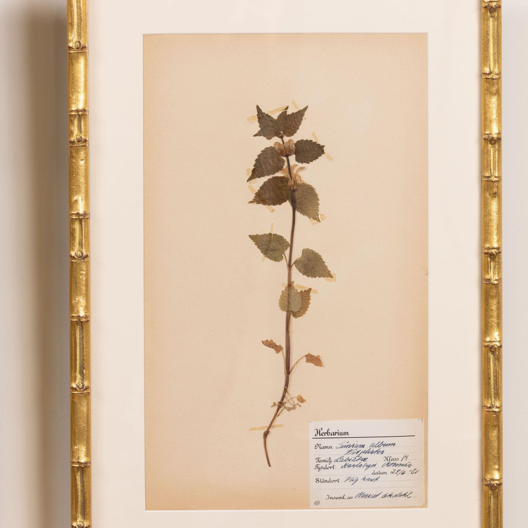 Collection of 8 Framed Swedish Large Herbarium / Botanical Studies 12