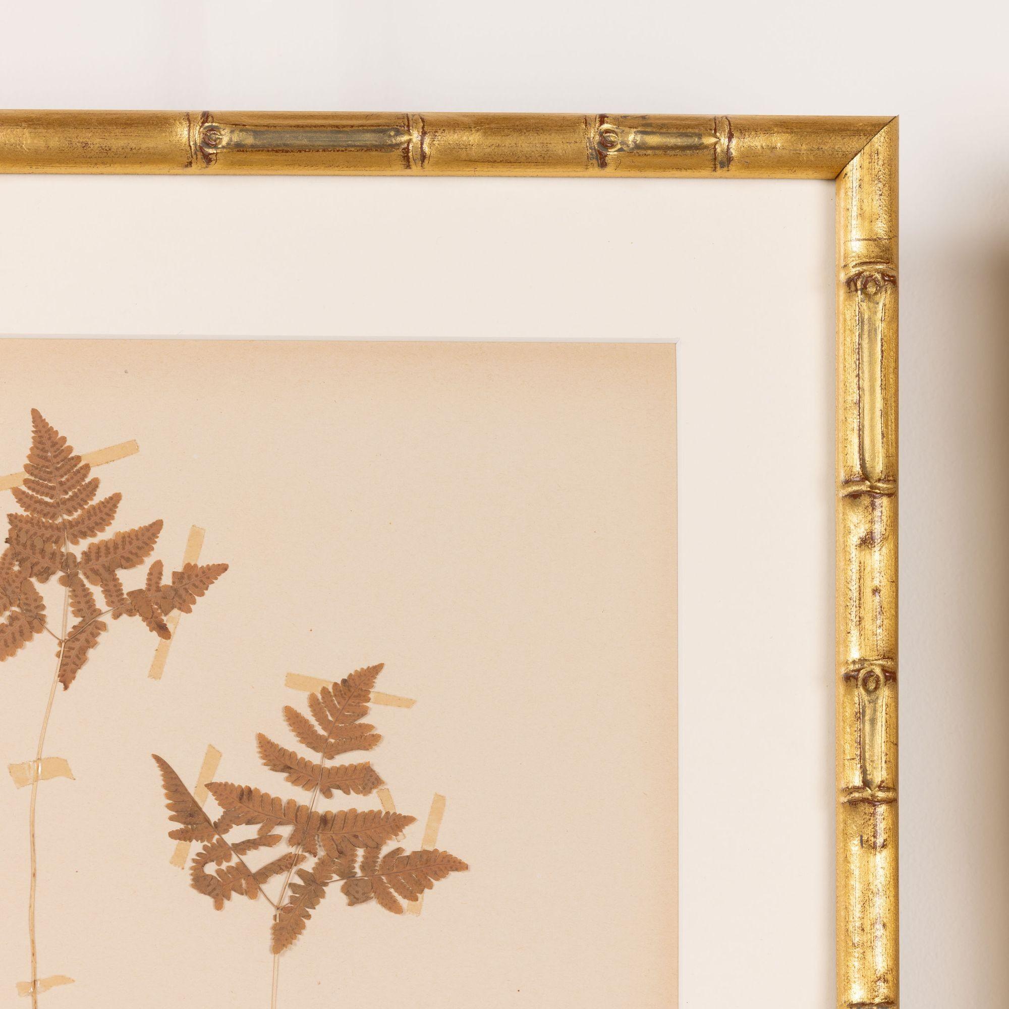 Collection of 8 Framed Swedish Large Herbarium / Botanical Studies 13
