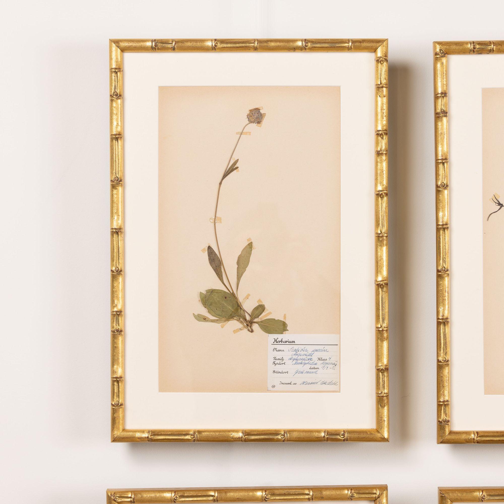 Hand-Crafted Collection of 8 Framed Swedish Large Herbarium / Botanical Studies