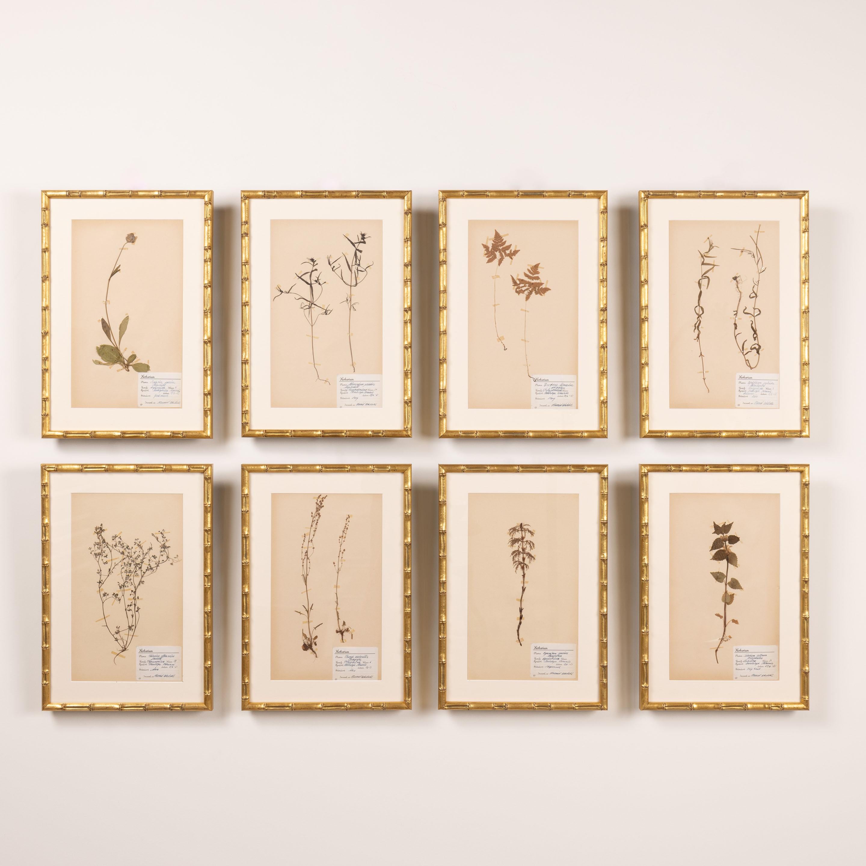 A beautiful collection of eight large Swedish herbarium studies with original dated labels, 1951. Catalogued by hand with the Latin name of the plant. Archival quality framing with archival matte front and back, protecting the plant specimen and its