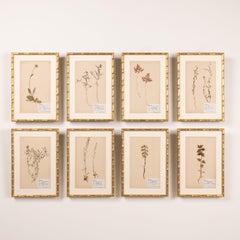 Collection of 8 Framed Swedish Large Herbarium / Botanical Studies