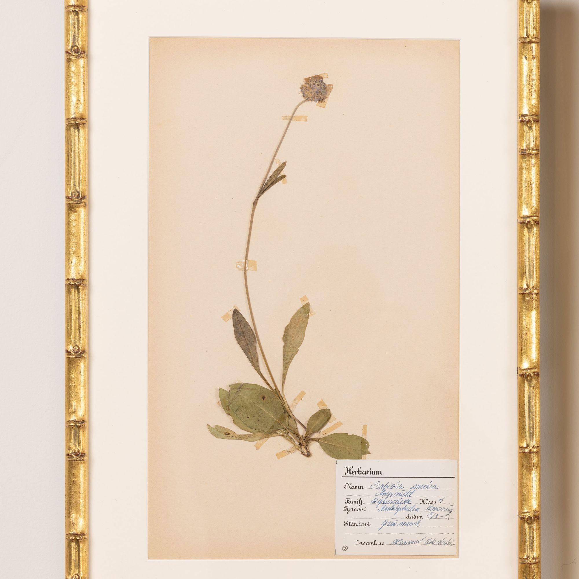 Collection of 8 Framed Swedish Large Herbarium / Botanical Studies In Good Condition In Wichita, KS