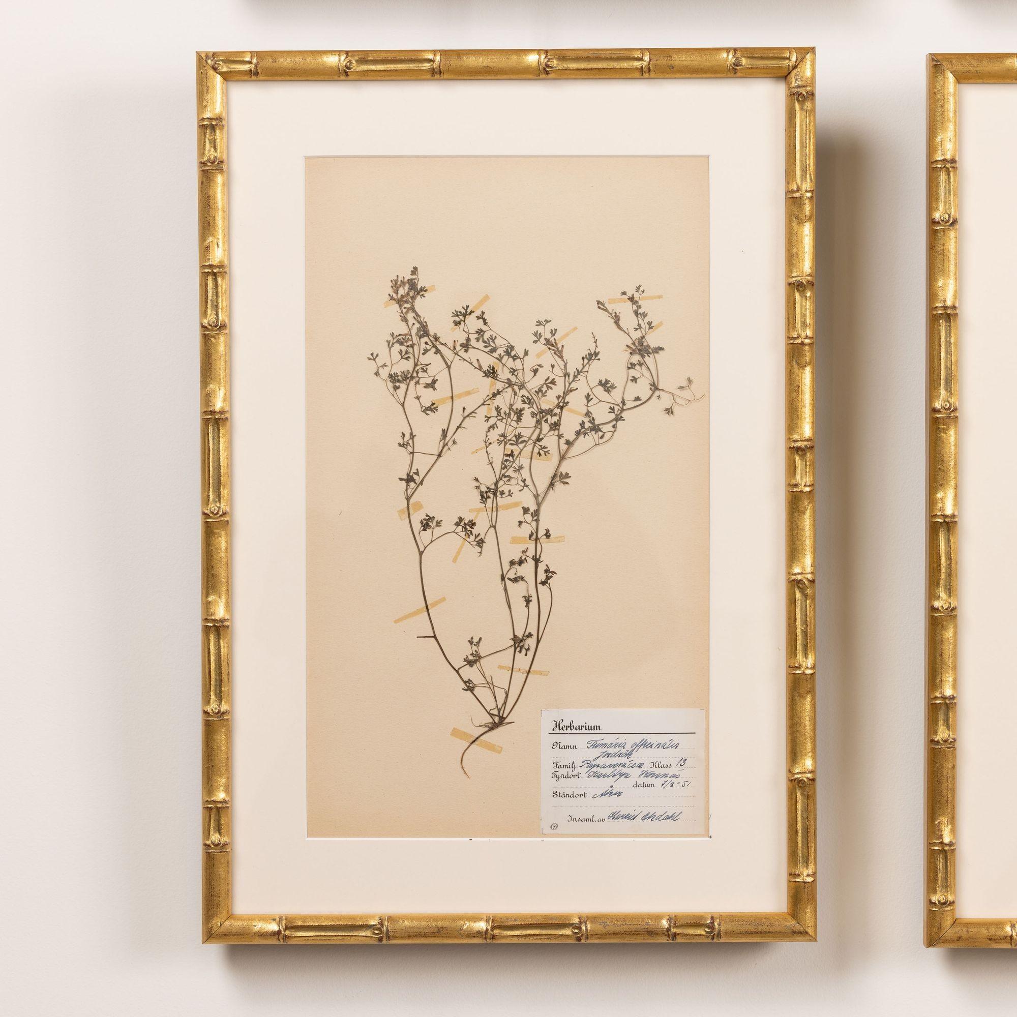 Mid-20th Century Collection of 8 Framed Swedish Large Herbarium / Botanical Studies