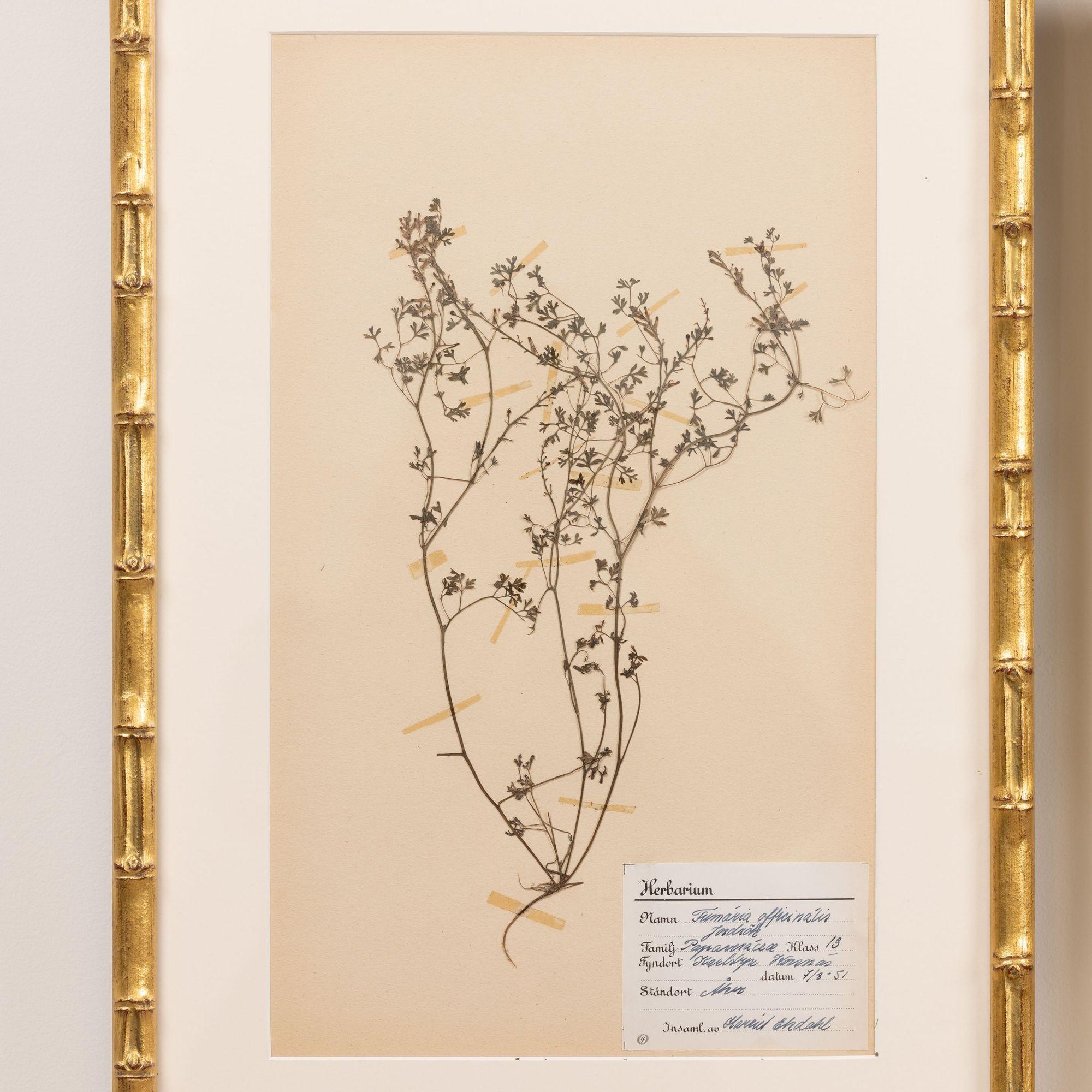 Glass Collection of 8 Framed Swedish Large Herbarium / Botanical Studies