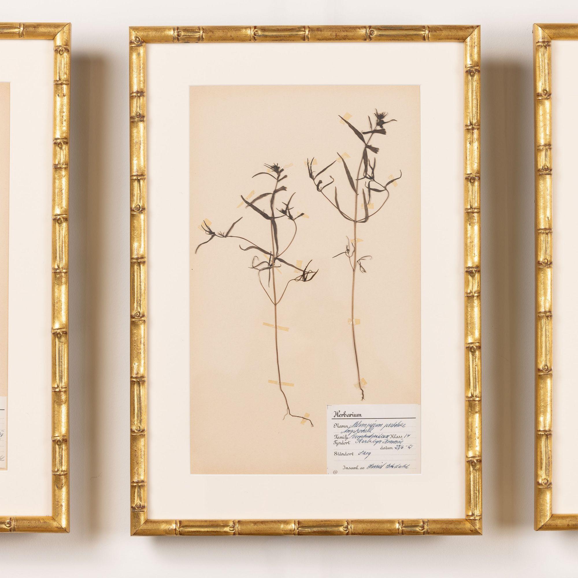 Collection of 8 Framed Swedish Large Herbarium / Botanical Studies 1