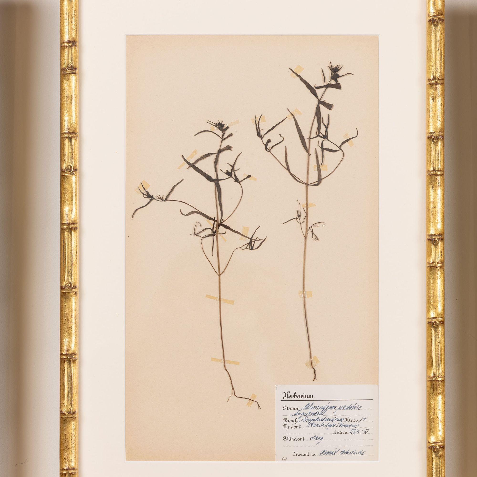 Collection of 8 Framed Swedish Large Herbarium / Botanical Studies 2