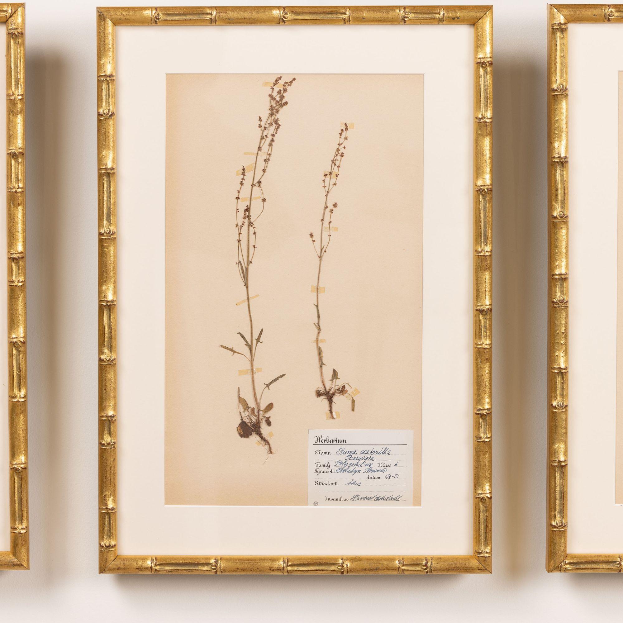 Collection of 8 Framed Swedish Large Herbarium / Botanical Studies 3