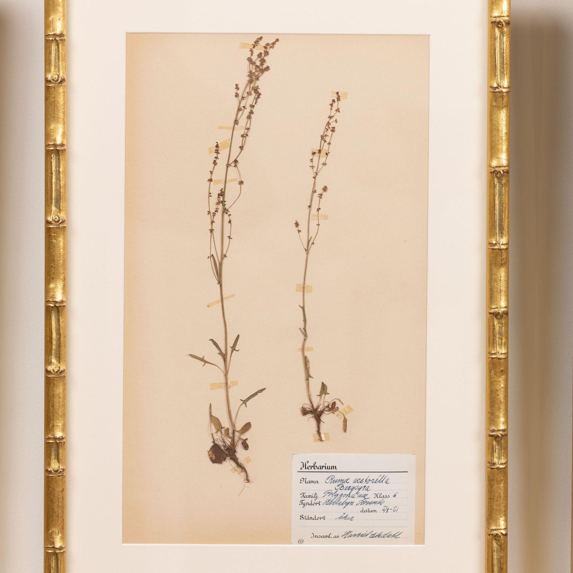 Collection of 8 Framed Swedish Large Herbarium / Botanical Studies 4