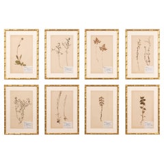 Collection of 8 Framed Swedish Large Herbarium / Botanical Studies