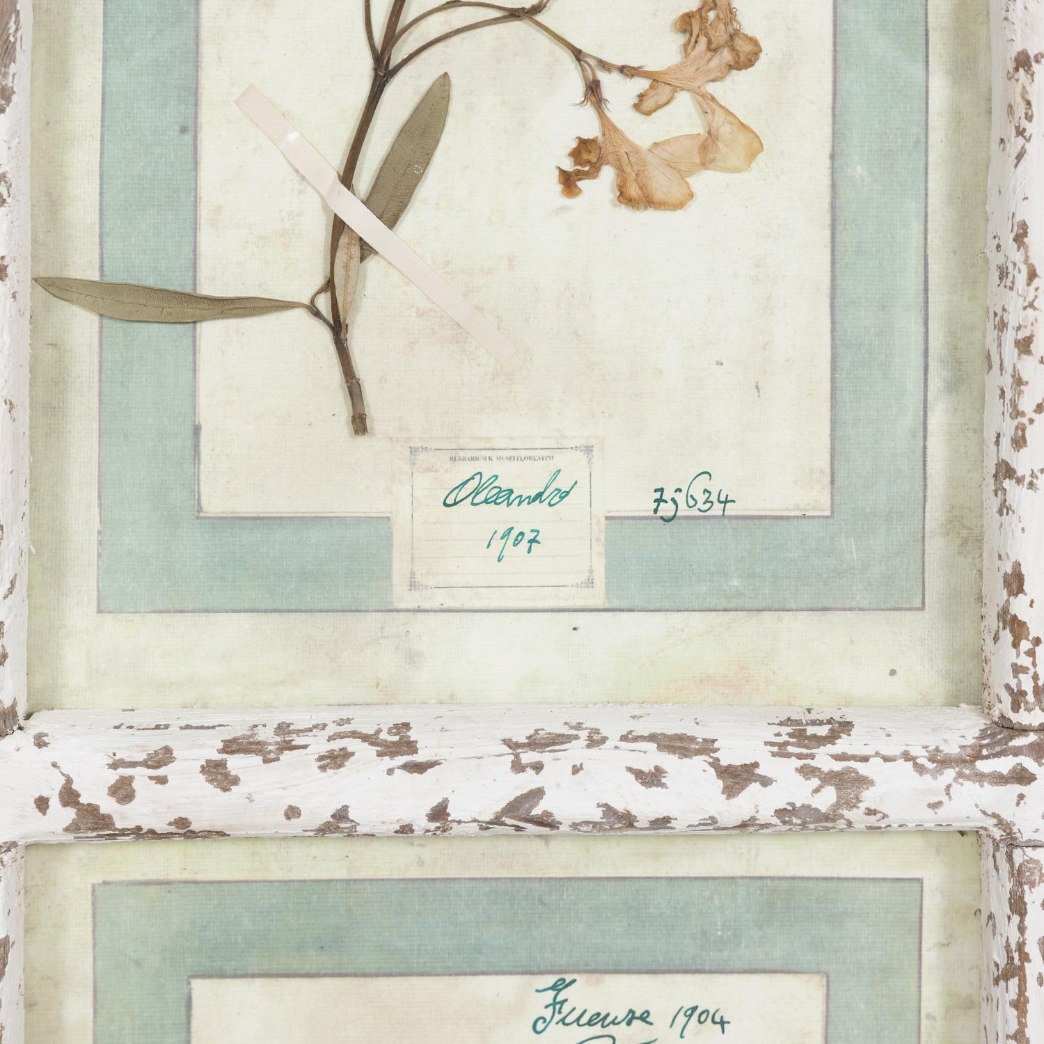 Collection de 9 Herbiers italiens du début du 20e siècle dans un grand cadre de fenêtre à panneaux  en vente 4