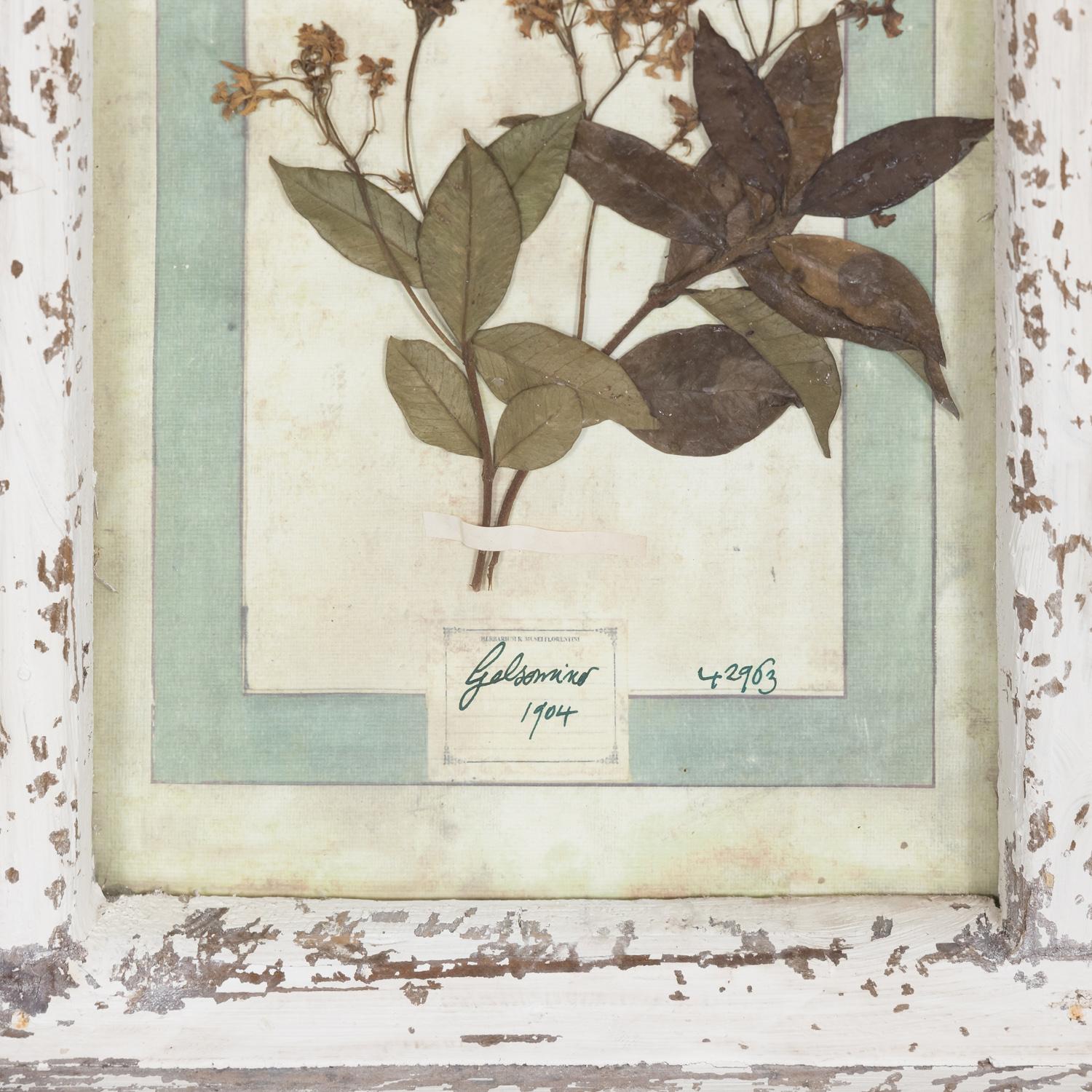 Collection de 9 Herbiers italiens du début du 20e siècle dans un grand cadre de fenêtre à panneaux  en vente 5