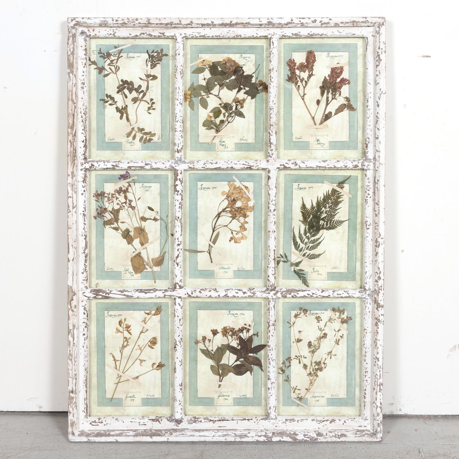 A beautiful and decorative collection of nine early 20th century Italian herbiers framed in a large painted white nine-pane window frame, each catalogued by hand with the Latin or botanical name of the plant, the date, catalog number, and 