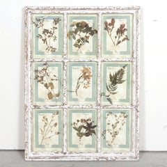 Collection of 9 Early 20th Century Italian Herbiers in Large Paned Window Frame