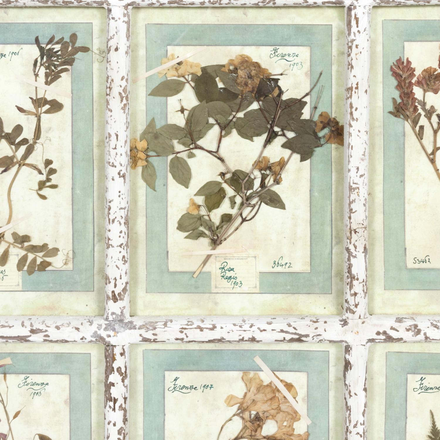 Pressed Collection of 9 Early 20th Century Italian Herbiers in Large Paned Window Frame  For Sale