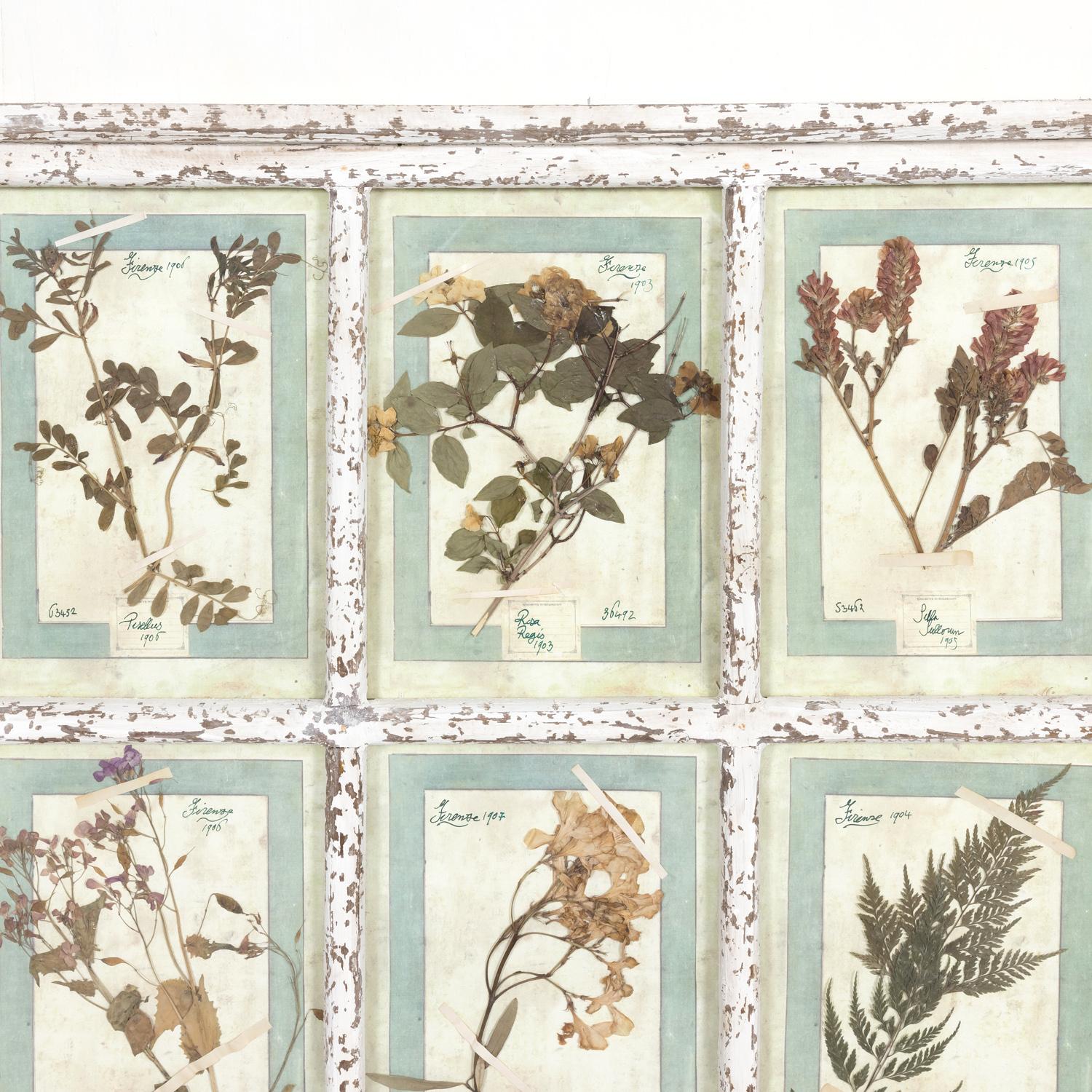 Collection of 9 Early 20th Century Italian Herbiers in Large Paned Window Frame  In Good Condition For Sale In Birmingham, AL