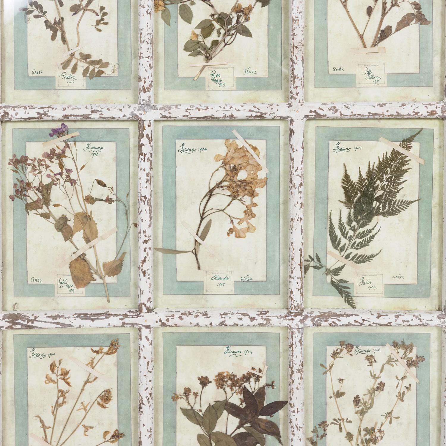 Début du 20ème siècle Collection de 9 Herbiers italiens du début du 20e siècle dans un grand cadre de fenêtre à panneaux  en vente
