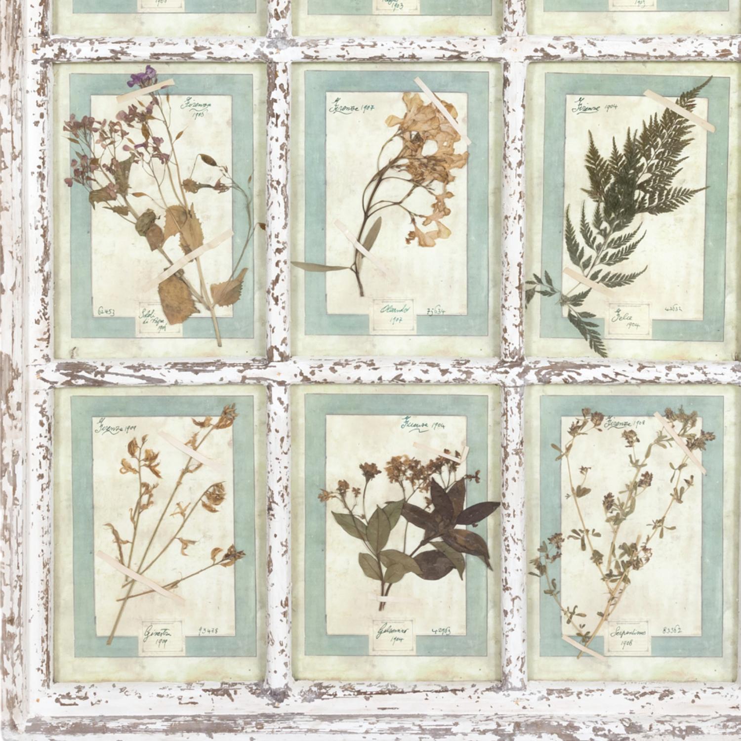 Collection of 9 Early 20th Century Italian Herbiers in Large Paned Window Frame  For Sale 1