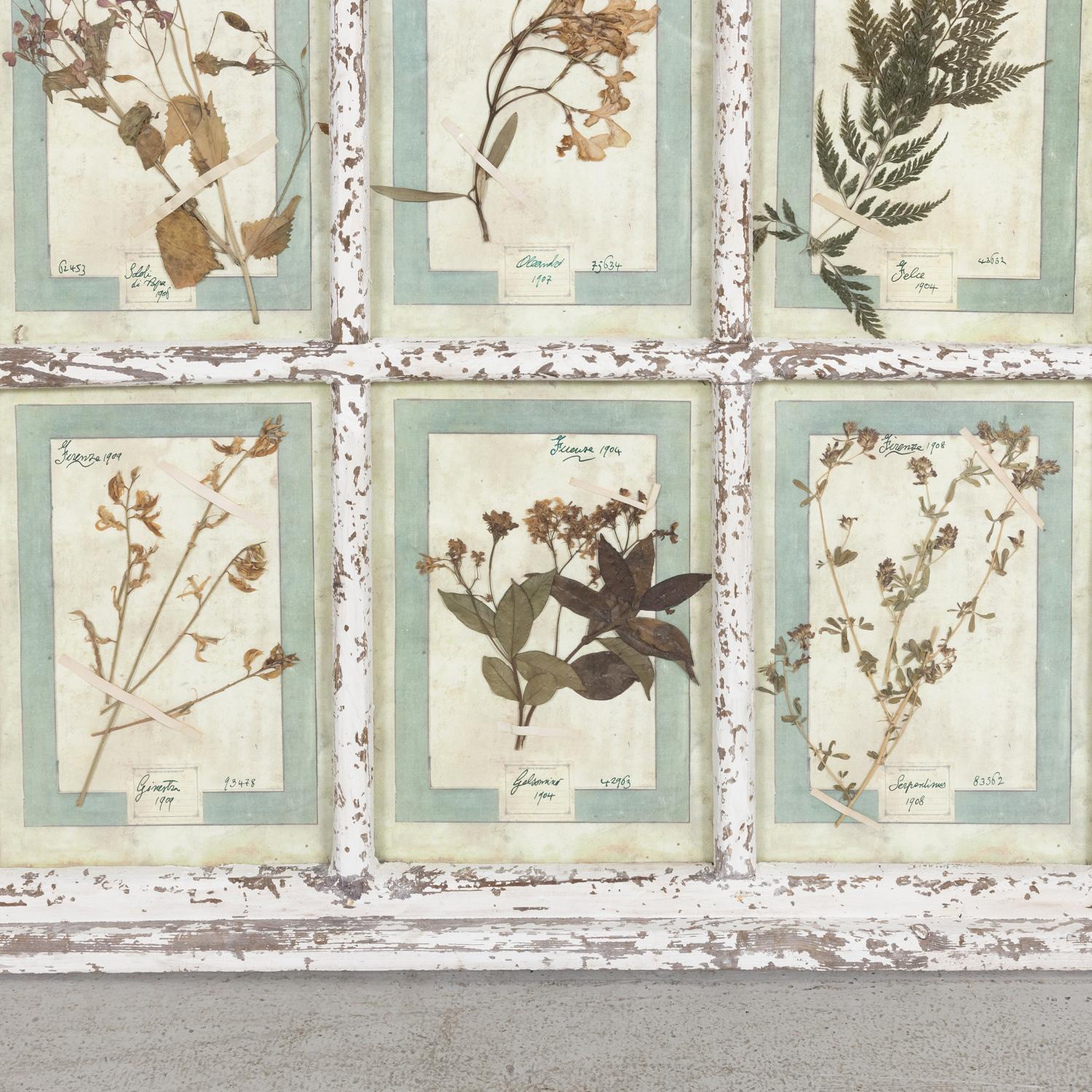 Collection de 9 Herbiers italiens du début du 20e siècle dans un grand cadre de fenêtre à panneaux  en vente 1