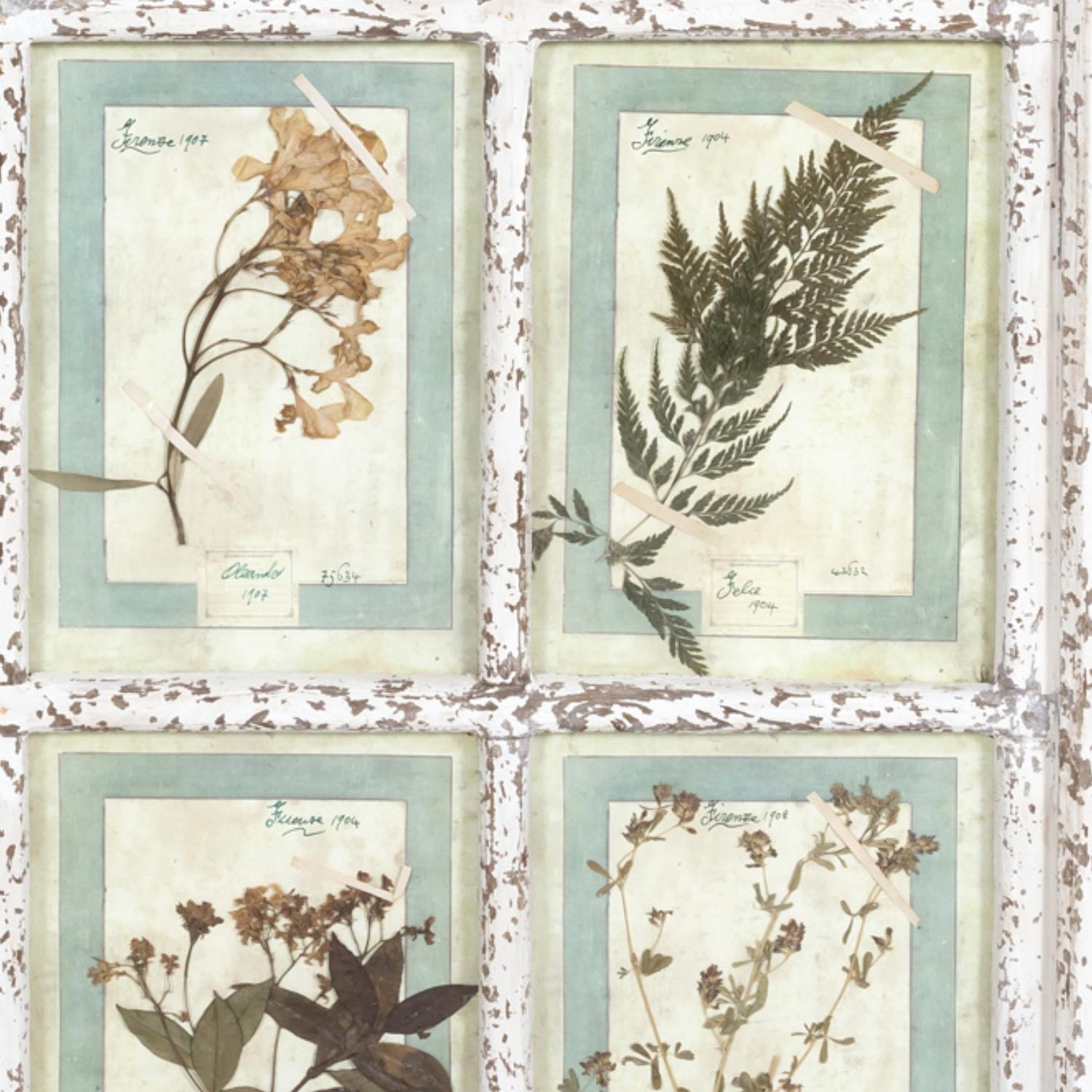Collection de 9 Herbiers italiens du début du 20e siècle dans un grand cadre de fenêtre à panneaux  en vente 2