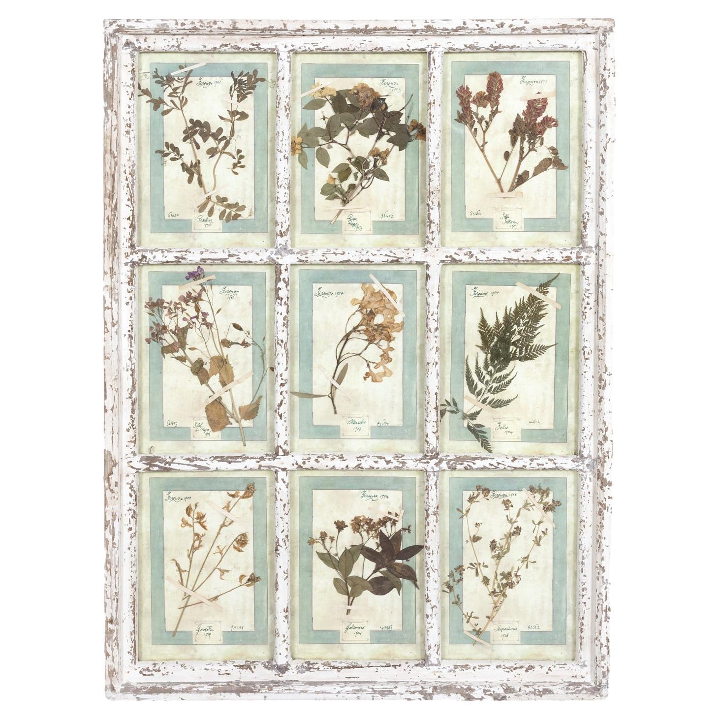 Collezione di 9 erbieri italiani dei primi del Novecento in una grande cornice per finestra a vetri