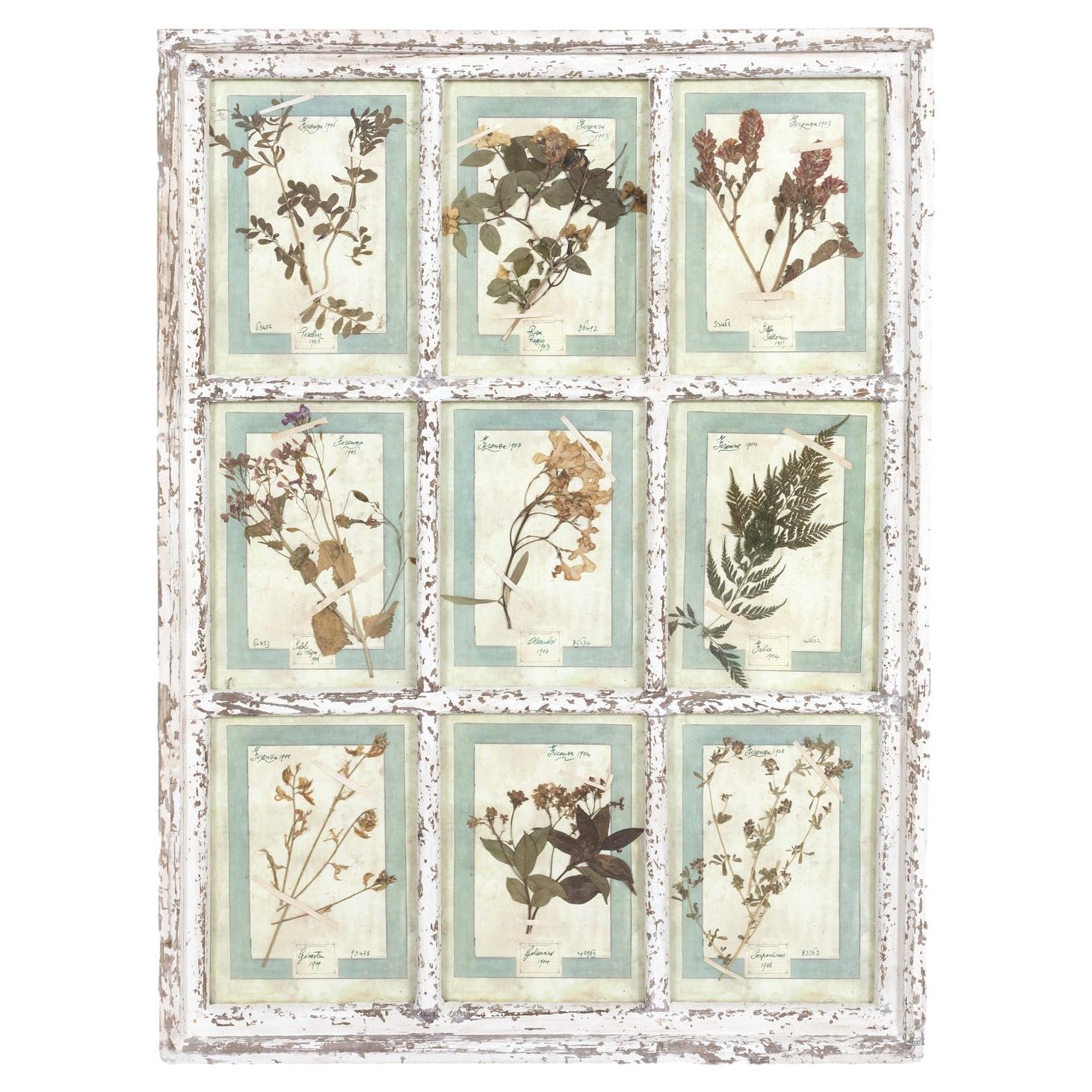 Collection of 9 Early 20th Century Italian Herbiers in Large Paned Window Frame 