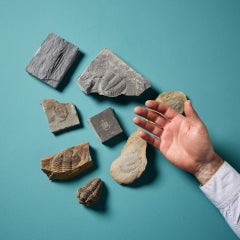 Collection'S di 9 esemplari di trilobiti preistorici fossilizzati