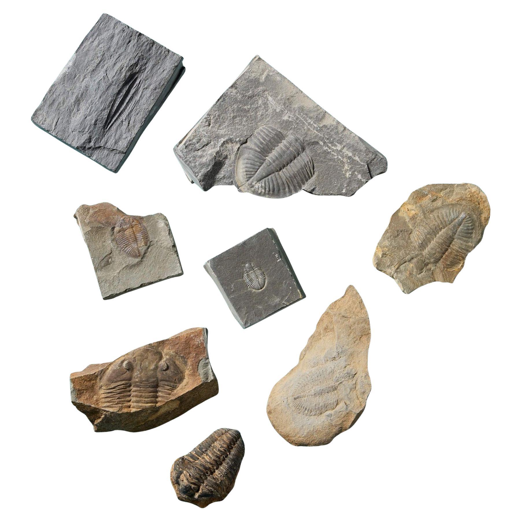 Collection of 9 Prehistoric Fossilised Trilobite Specimens