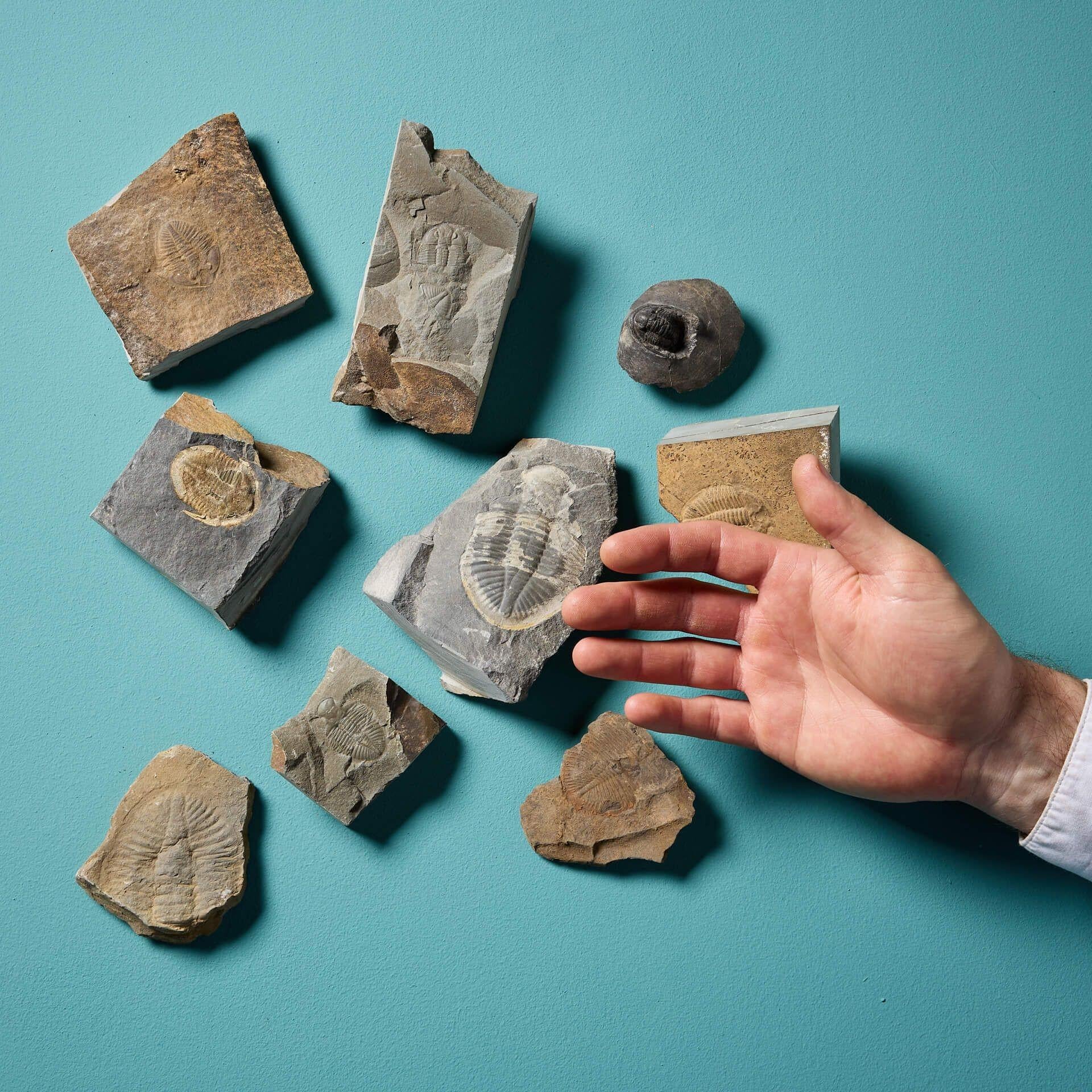 A fascinating collection of nine natural, prehistoric fossilised Welsh trilobite specimens of varying shapes and sizes – ranging from 12 cm (2.72 in) to 5 cm (1.97 in). Ex. private collection of David Thomas Turner (1945-2023).

Excellent