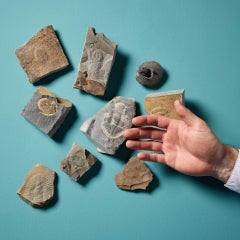 Collectional di 9 trilobiti gallesi preistorici fossilizzati