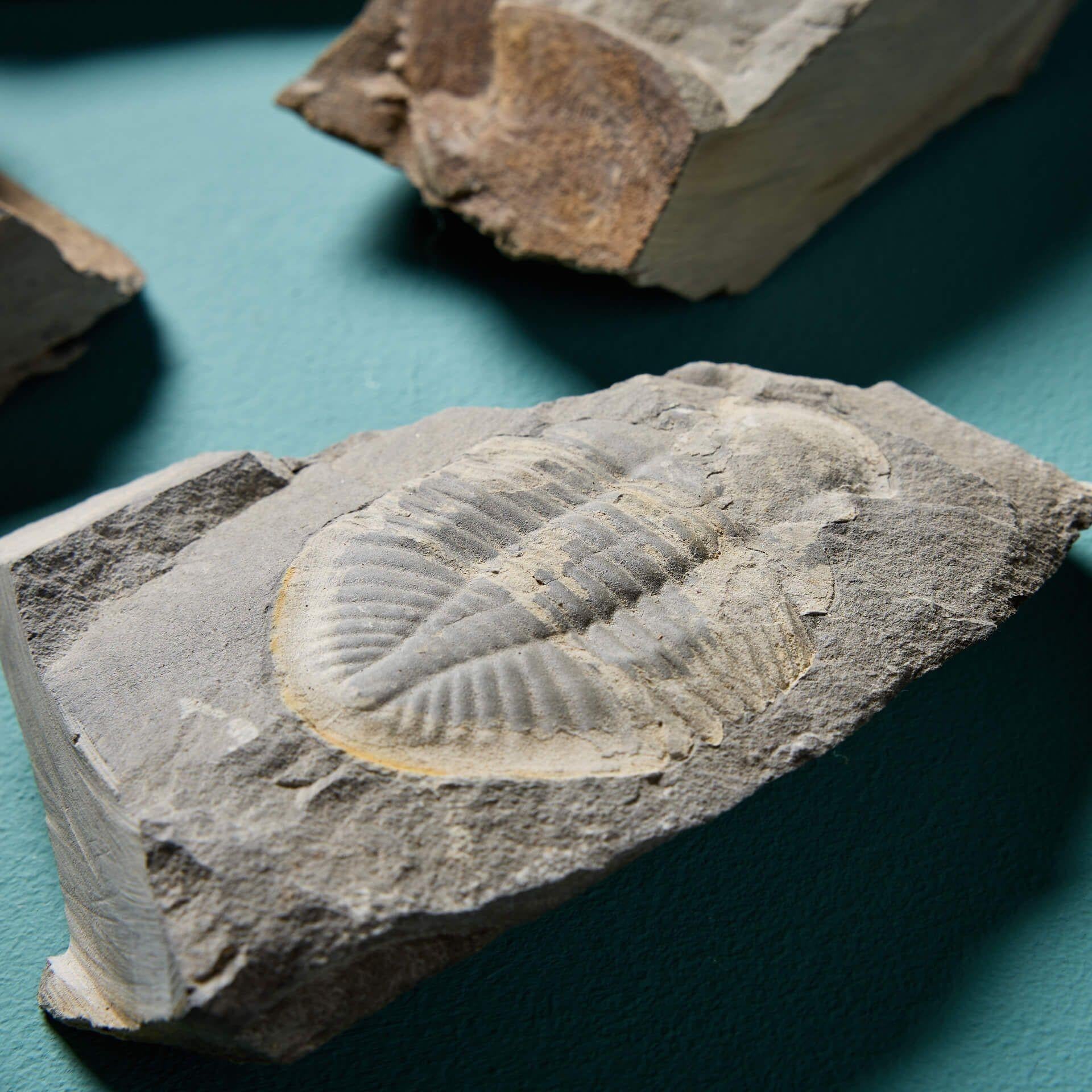 Collection of 9 Prehistoric Fossilised Welsh Trilobites In Fair Condition For Sale In Wormelow, Herefordshire