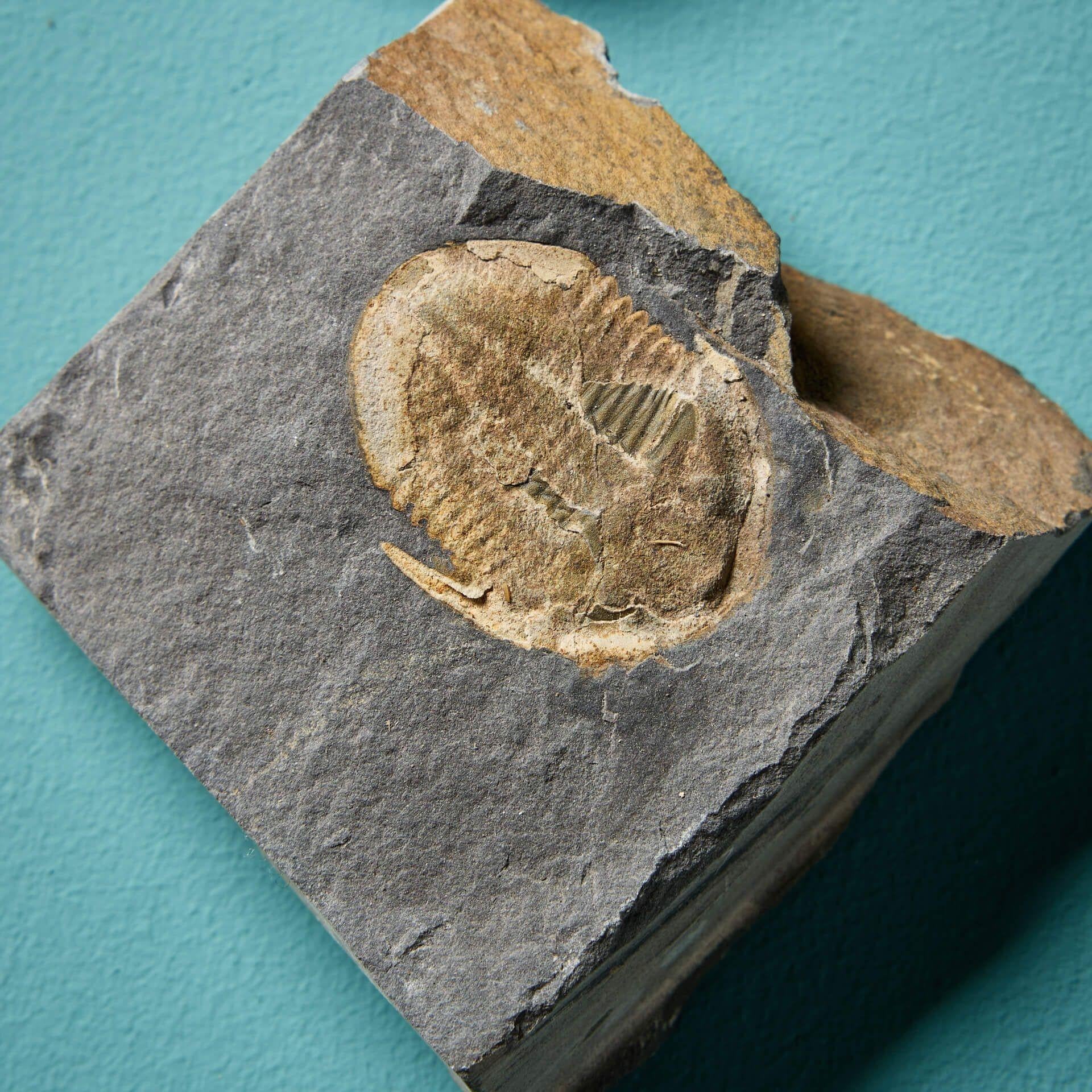 18th Century and Earlier Collection of 9 Prehistoric Fossilised Welsh Trilobites For Sale