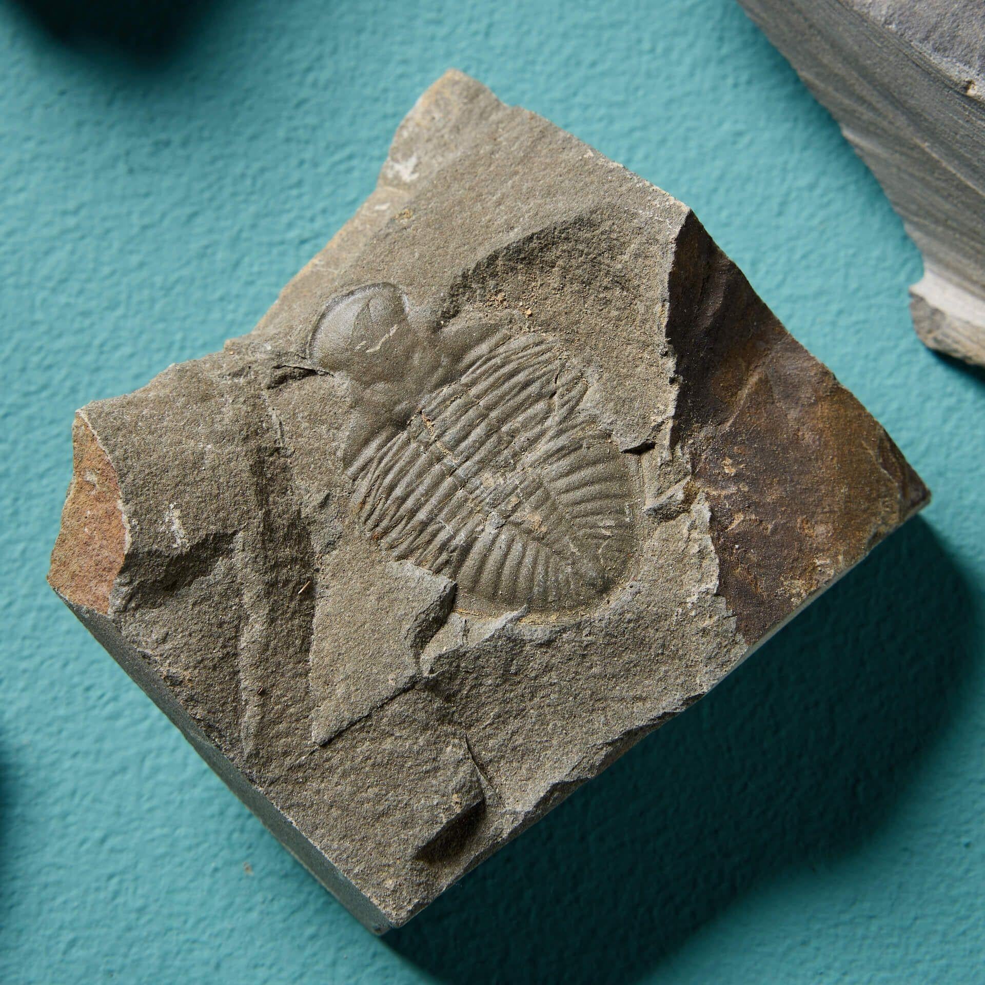 Stone Collection of 9 Prehistoric Fossilised Welsh Trilobites For Sale