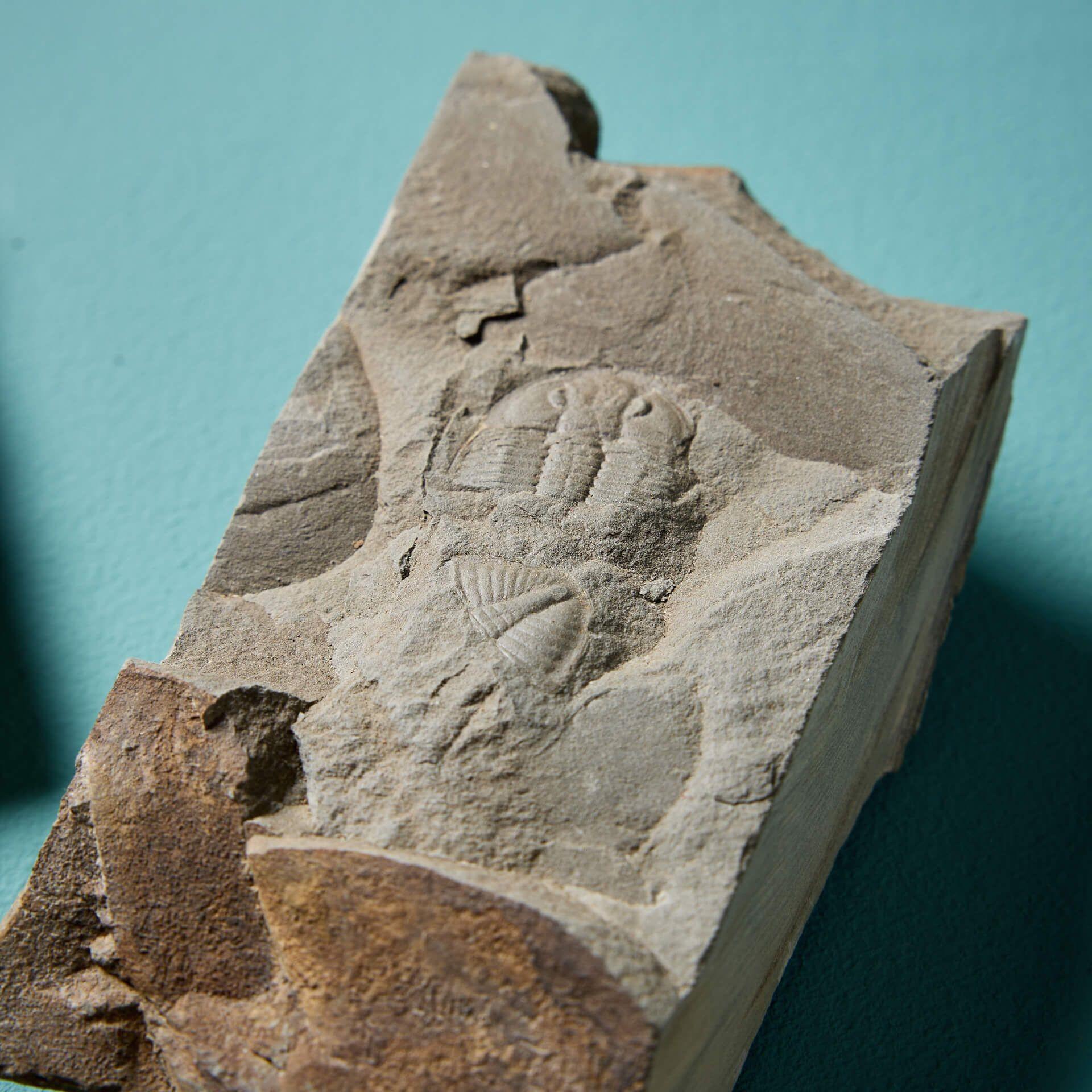 Collection of 9 Prehistoric Fossilised Welsh Trilobites For Sale 1