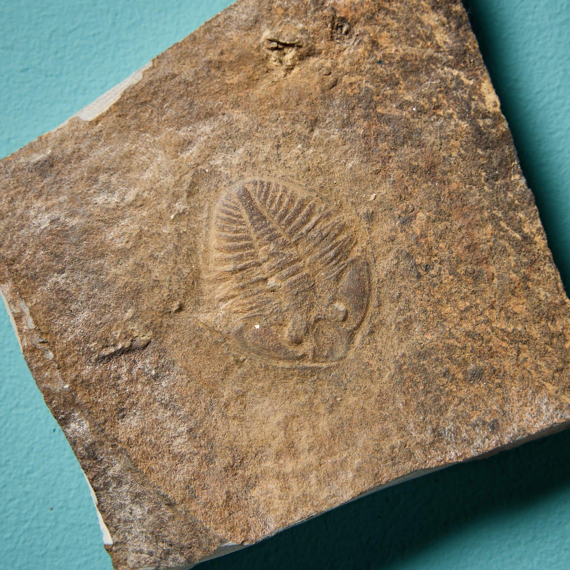 Collection of 9 Prehistoric Fossilised Welsh Trilobites For Sale 2