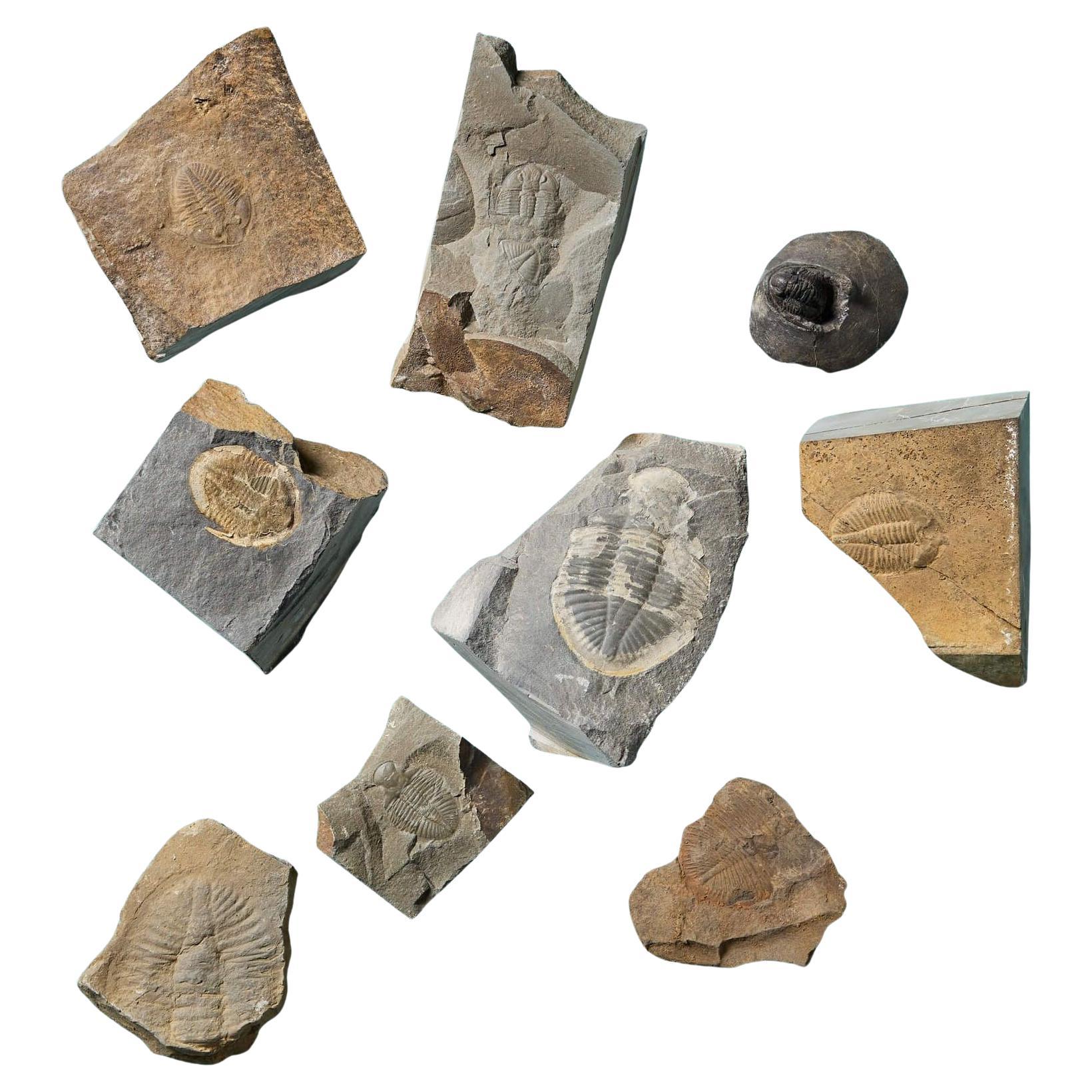 Collection of 9 Prehistoric Fossilised Welsh Trilobites For Sale