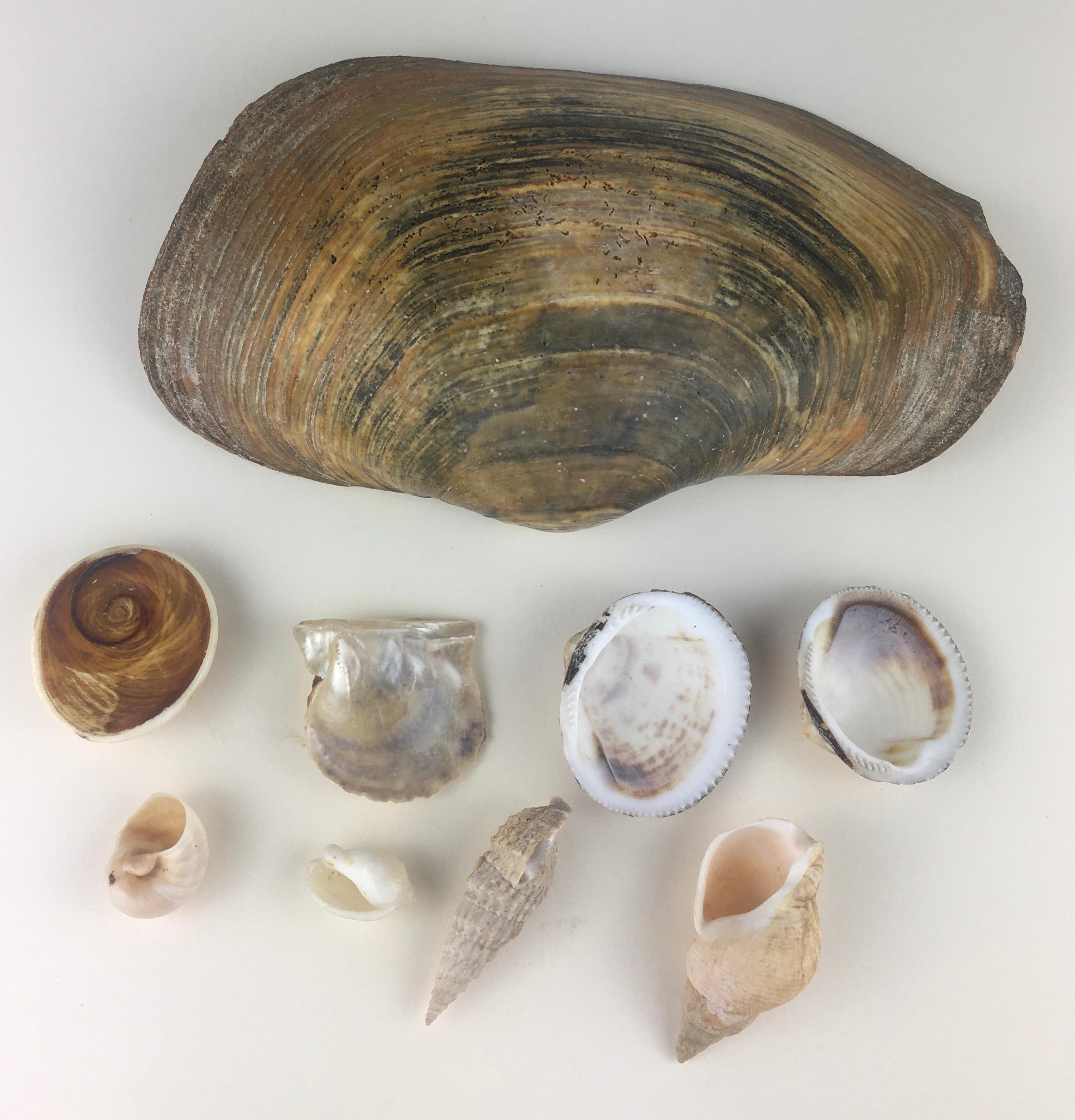 Beautiful collection of 9 seashells with various shapes and textures. 

Large seashell measures: 9 1/4