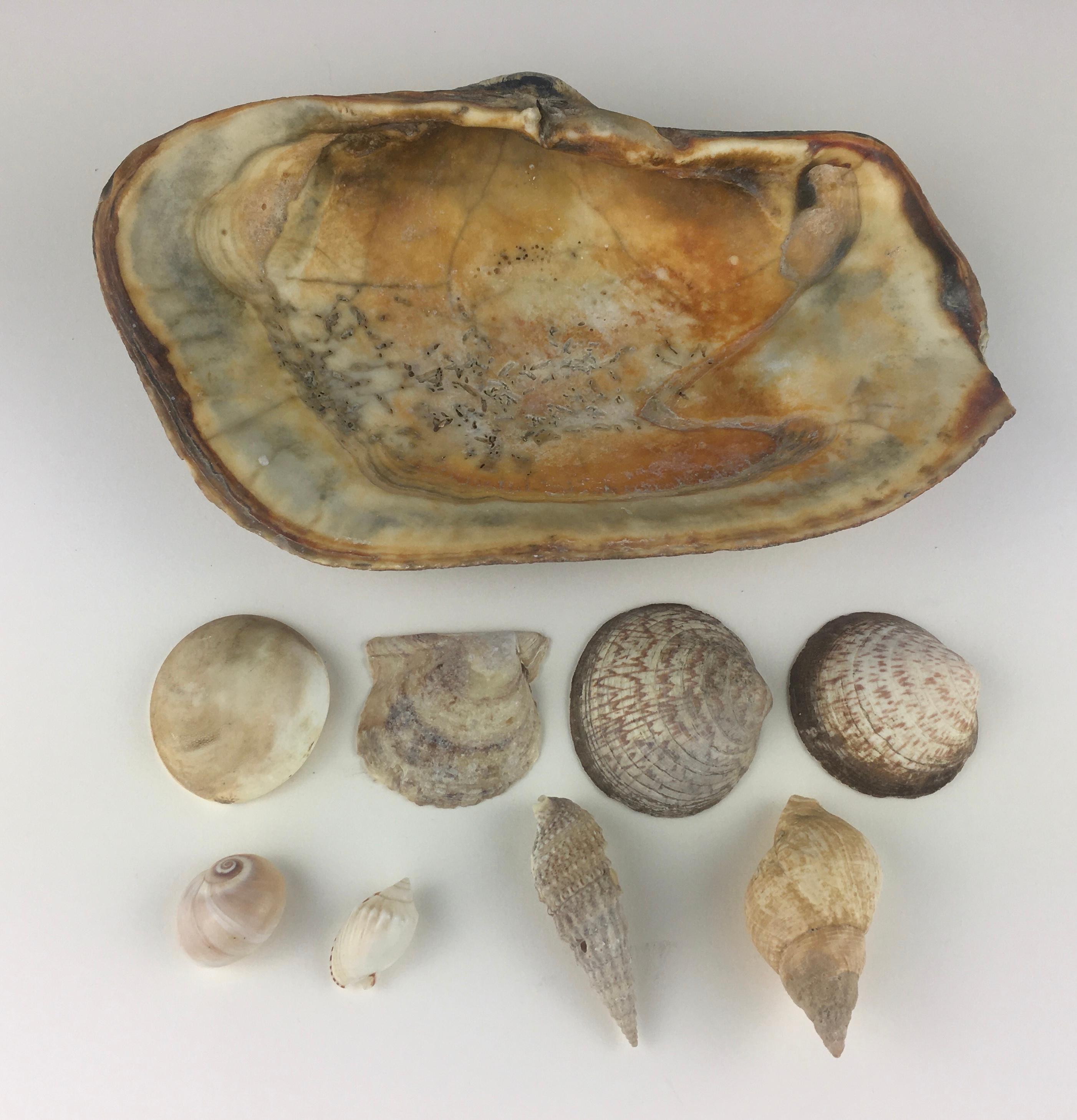 Organic Modern Collection of 9 Seashells