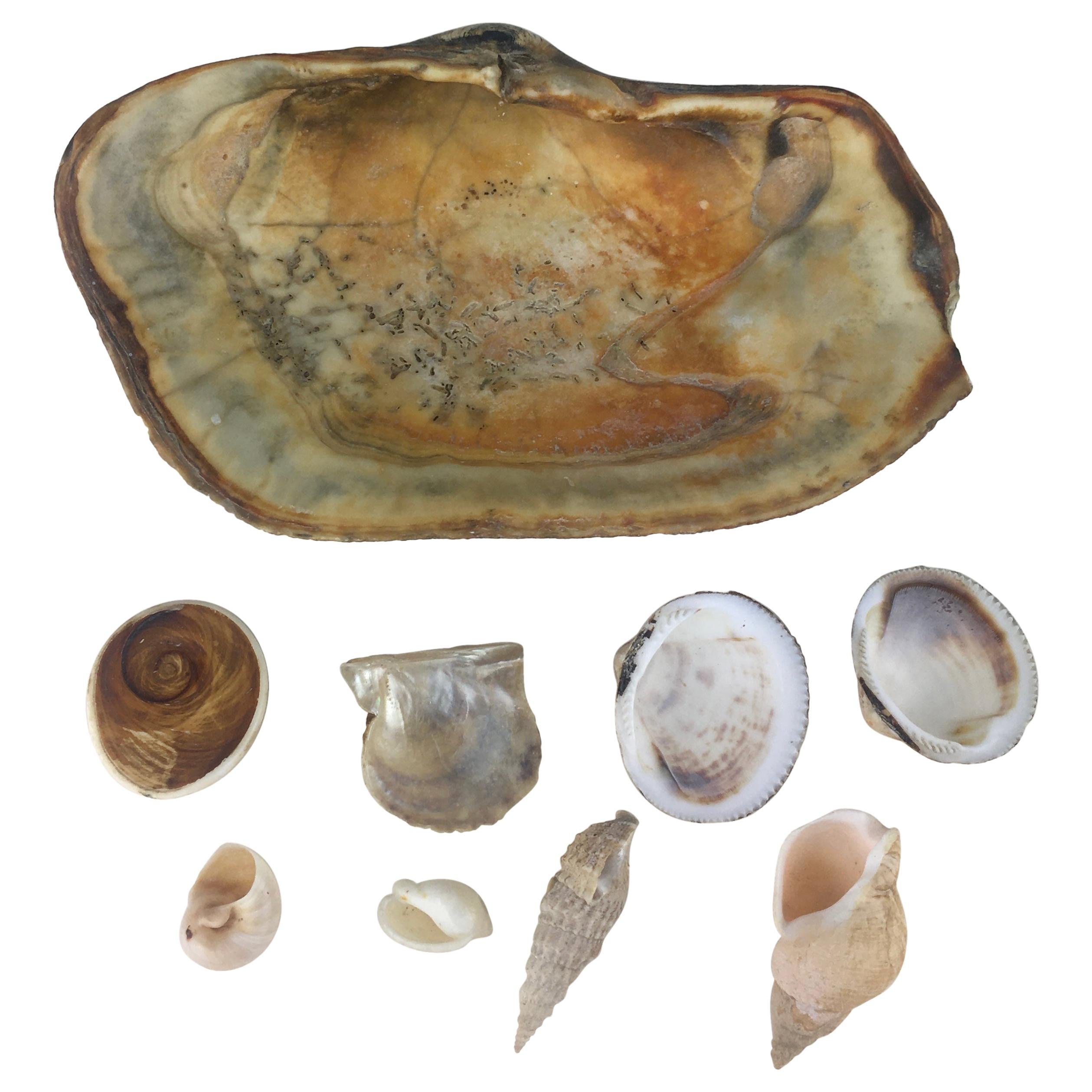 Collection of 9 Seashells