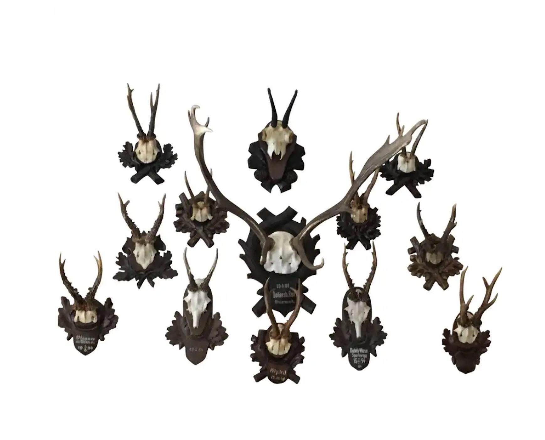 Collection of Black Forrest Mounts Including One Stag, Ten Roe and One Chinois For Sale 2