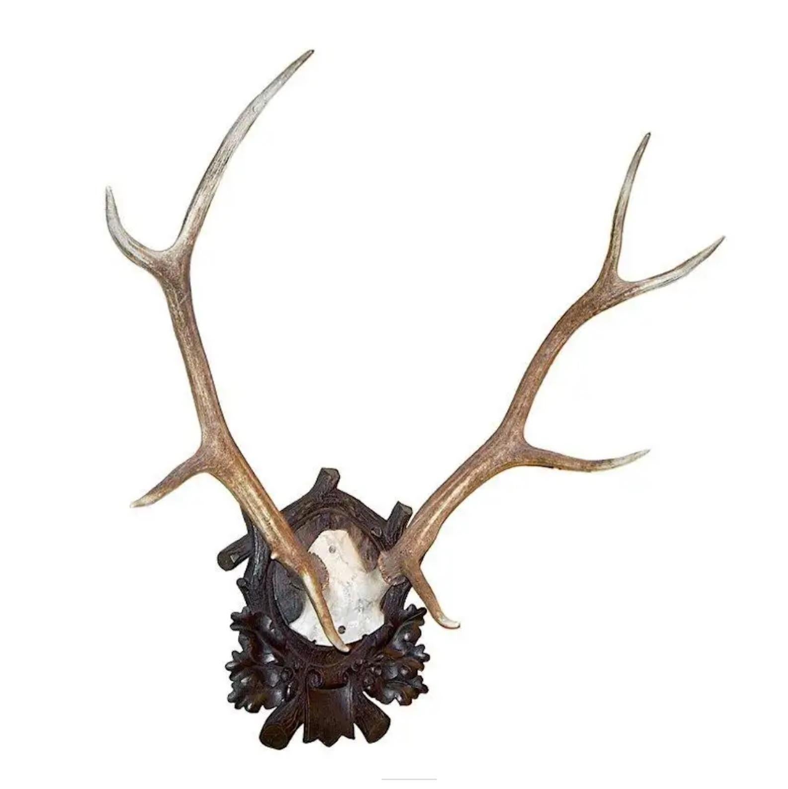 Black Forest Collection of Black Forrest Mounts Including One Stag, Ten Roe and One Chinois For Sale