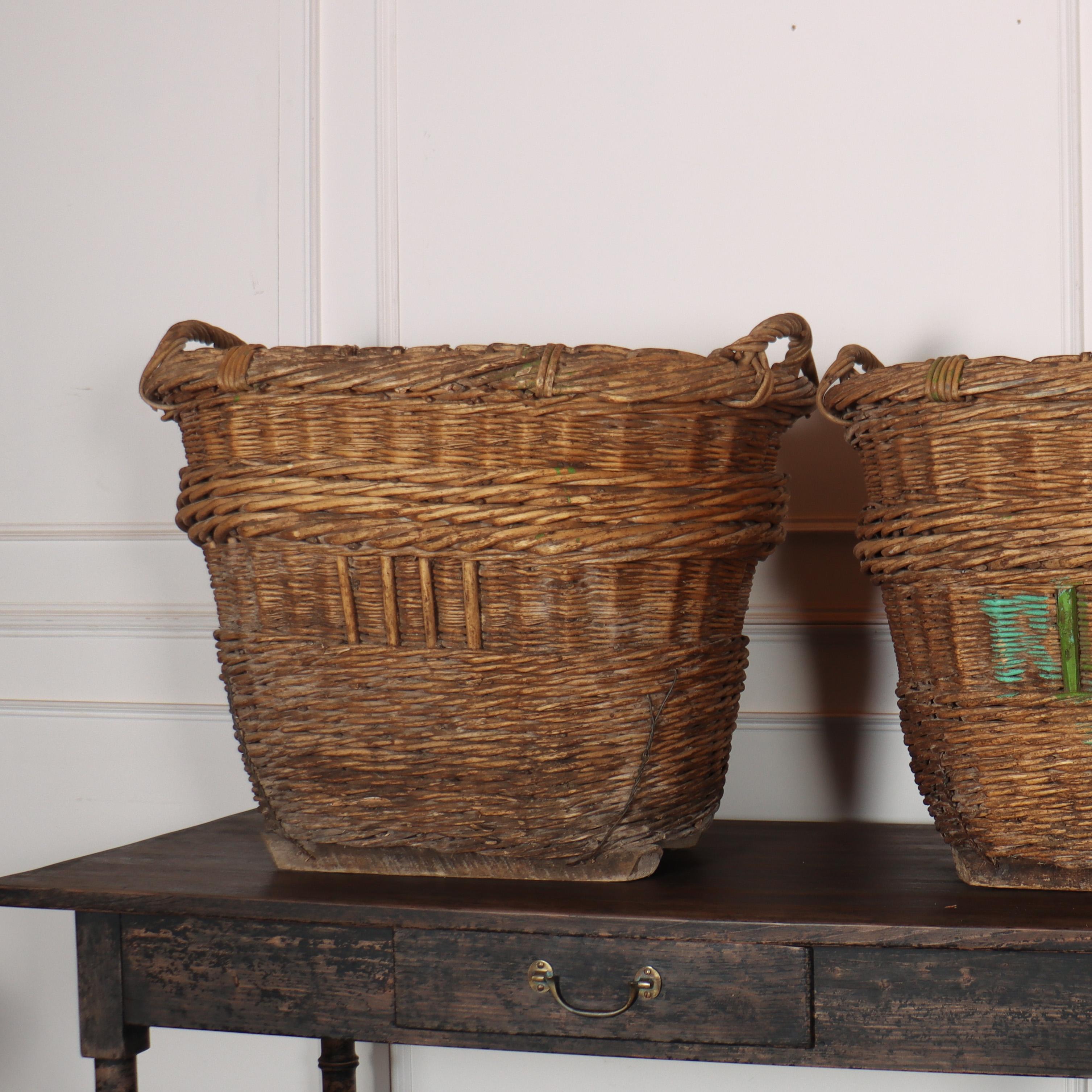Stunning collection of early 20th C champagne grape baskets. Very good quality, would make great log baskets. 1920.

5 available to purchase.

Reference: 8102

Dimensions
32.5 inches (83 cms) Wide
26 inches (66 cms) Deep
26 inches (66 cms) High