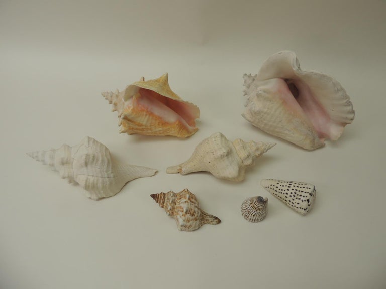 Collection of Coastal Large and Small Sea Shells at 1stdibs