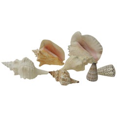 Collection of Coastal Large and Small Sea Shells