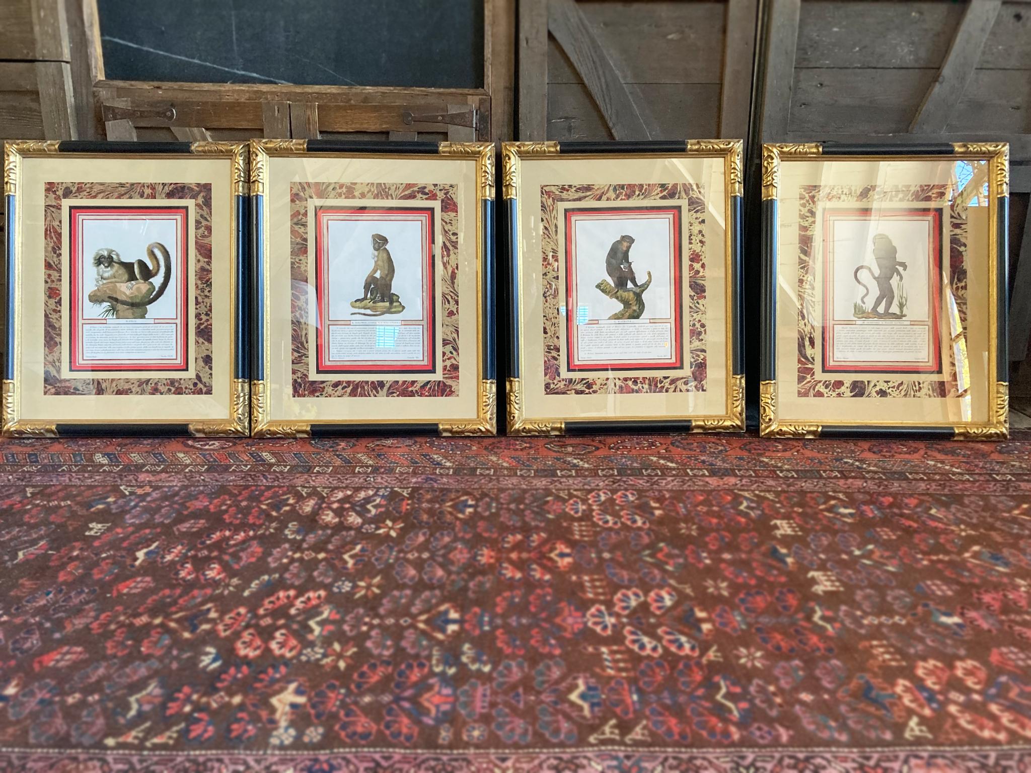 These naturalist illustrations of monkeys were made around 1812 by J.H. Jacob. They are hand-colored copperplate engravings. This set of 4 is beautifully matted in gilt-wood, ebonized frames.

Dimensions:
Frame: 22 in. x 18 in.
Sight: 11.25 in.