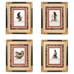 Collection of Early 19th Century Engravings, "Jacob's Monkeys", a Set of 4